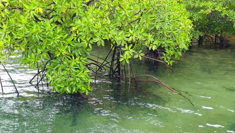 Natural-mangrove-coastal-habitat-with-roots-and-green-leaves-at-low-tide-along-ocean-shoreline