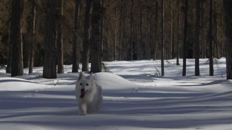 Epic-white-swiss-shepherd-dog-runs-in-snowy-forest-towards-camera-wide-shot-towards-close-up