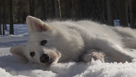 White-Swiss-Shepherd-Dog-Lies-in-Snowy-Forest-Close-Up-And-Stands-Up