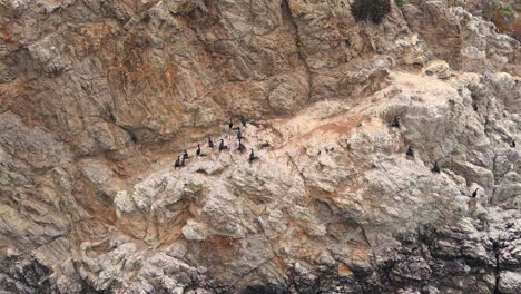 Flock-Of-Cormorant-Birds-Sitting-On-The-Rocky-Cliff-In-Big-Sur