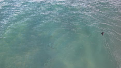 Babyrobbe-Im-Türkisfarbenen-Ozean-In-Der-Nehrung,-Goldküste,-Queensland,-Australien-–-Luftdrohnenaufnahme