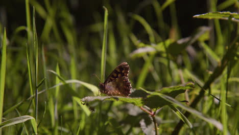 Speckled-Wood-Butterfly-Perched-Amongst-Grass-Blades-on-Forest-Floor,-Dartmoor-UK