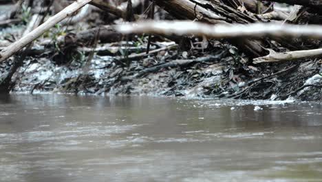 Ein-Grüner-Eisvogel-Taucht-Ins-Wasser,-Um-Seine-Beute-Zu-Fangen