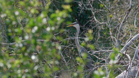 Cocoi-heron-perched-in-between-dry-branches-in-the-middle-of-the-day