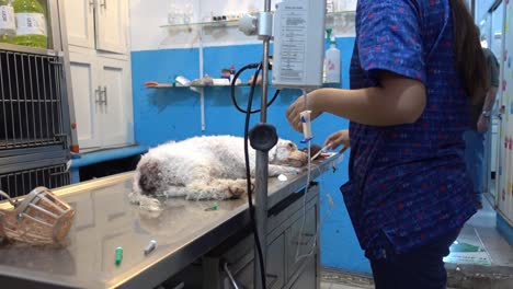 A-veterinarian-woman-is-checking-on-a-dog-on-a-surgery-table