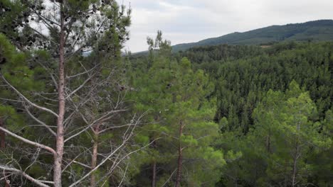 Drone-video-ascending-over-dense-pine-trees-revealing-Mountain-Forest-cloudy-day