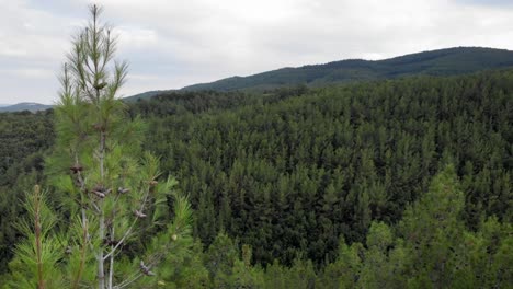 Drone-flying-backwards-dense-forest-revealing-pine-trees-tops-close-up