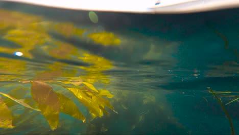 A-shot-made-half-under-the-water-where-kelp-is-visible,-and-another-half-is-above-the-water-where-a-man-is-fishing-from-his-white-boat