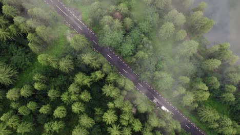 Aerial-top-down-view-of-car-driving-in-between-pine-trees-with-some-fog-hanging