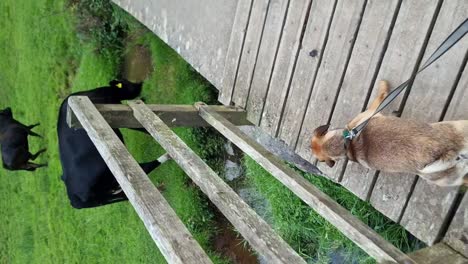 Vertical-Adventurous-puppy-walking-across-wooden-bridge-to-watch-curious-cows-grazing-near-rural-meadow-stream