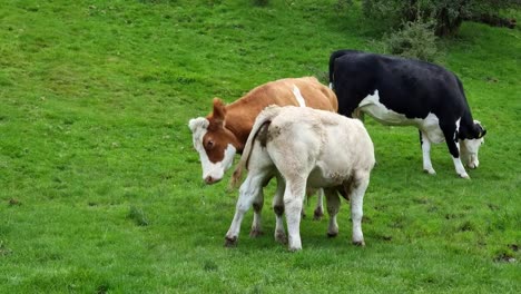 Cows-and-calf-standing-grazing-on-rural-Welsh-meadow-grassland-hillside