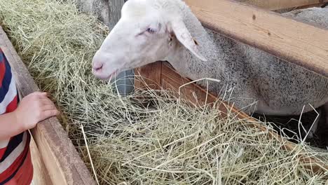 Kid-tries-to-pet-sheep-while-it-is-eating-but-sheep-does-not-allow-him-to-do-it