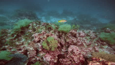 Aquatic-shot-of-fish,-turtle-and-diver,-Galapagos