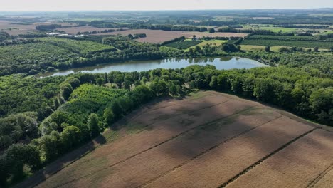 Idyllic-oats-and-rye-grain-fields-surrounded-by-lush-green-forest-and-freshwater-lake-during-summer---Denmark-Europe-aerial