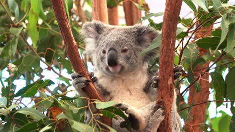 Cute-fluffy-koala,-phascolarctos-cinereus,-sitting-on-the-tree-fork,-daydreaming-in-bright-daylight,-with-a-sneaky-mate-popping-up-in-the-background,-handheld-motion-close-up-shot