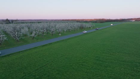 Aerial-blossoming-plum-orchards-and-lush-green-lawns,-a-car-moves-steadily-along-the-road-toward-the-horizon