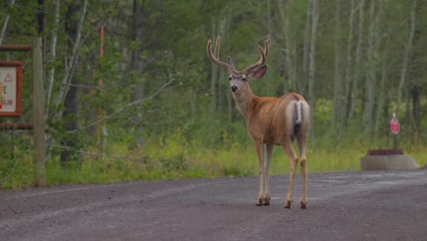 Three-buck-deer-running-away-into-the-forest-in-Island-park-Idaho-near-Yellowstone