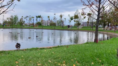 Ubicado-En-Bucarest,-Rumania,-Una-Vista-Impresionante-De-Un-Parque-Ofrece-Una-Vista-Verdaderamente-Refrescante-Y-Los-Visitantes-Tienen-La-Oportunidad-De-Maravillarse-Con-Un-Impresionante-Estanque-Decorado-Con-Elegantes-Patos.