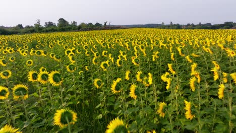 Luftaufnahme-In-Sehr-Niedriger-Bodennähe,-Filmische-Aufnahme-Eines-Großen-Feldes-Blühender-Sonnenblumen-In-Der-Dordogne-Region-In-Frankreich