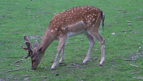 Handheld-full-body-shot-of-an-European-Fallow-Deer-Buck-grazing-in-the-evening