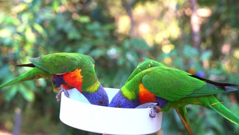 Flock-of-wild-Rainbow-Lorikeets,-trichoglossus-moluccanus-gathered-around-a-bowl-of-sweet-nectars,-feeding-experience-with-Australian-native-wildlife-parrot-bird-species,-handheld-close-up-shot