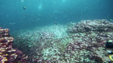 Aquatic-shot-of-divers,-Galapagos