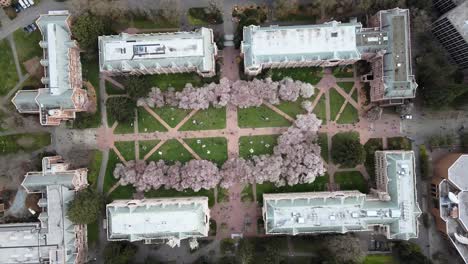 Aerial-top-view:-Crowd-of-students-walking-outdoors-at-inner-yard-between-cherry-trees-in-University-of-Seattle---rotating-drone-shot