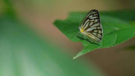 Der-Streifenalbatros-Appias-Libythea-Olferna-Schlägt-Mit-Den-Flügeln,-Während-Er-Auf-Einem-Blatt-Ruht,-Und-Wiegt-Sich-Sanft-Im-Wind-Im-Nationalpark-Kaeng-Krachan-In-Thailand