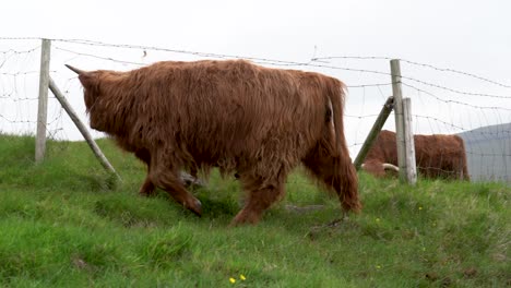 Close-up-shot-of-hairy-Shetland-cows-grazing-and-walking-through-fence-on-Faroe-Islands