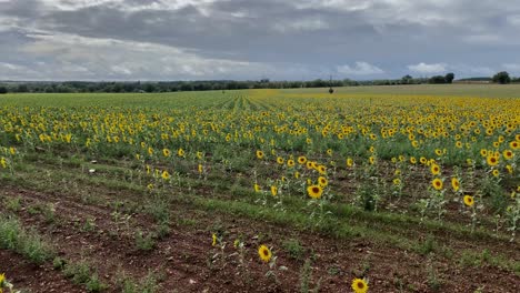 View-across-a-field-of-sunflowers-facing-then-ending-at-a-processing-plant