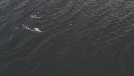 Aerial-top-down-shot-of-White-beaked-Dolphin-Family-diving-in-Westfjords-of-Iceland