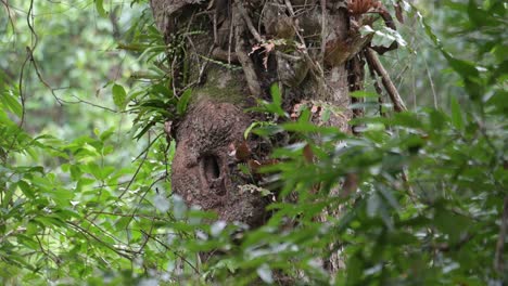 Ein-Individuum-Im-Bau,-Das-Aufräumt-Und-Einige-Materialien-Aus-Seinem-Nest-Wirft,-Orientalischer-Rattenhornvogel-Anthracoceros-Albirostris,-Thailand