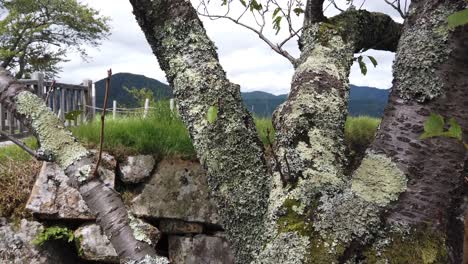 Nahaufnahme-Eines-Sakura-Baumstamms-Mit-Bergen-Im-Hintergrund,-Algen,-Japan