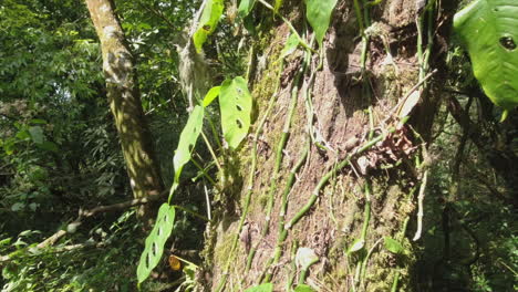 Grüne-Philodendron-Weinblätter-Klettern-Auf-Den-Waldbaum-In-Mittelamerika