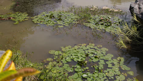 Lotusblumen-über-Einem-Gartensee