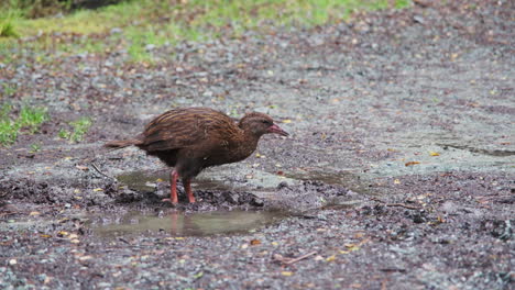 A-curious-Weka,-Māori-hen,-foraging-for-food-in-the-muddy-terrain