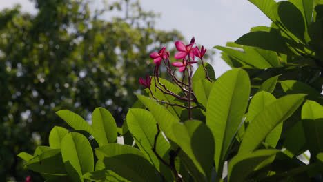 Pink-flowers-of-a-tree-with-green-leaves