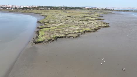 Drone-flying-over-a-swamp-bird-island-near-Seixal-in-Portugal