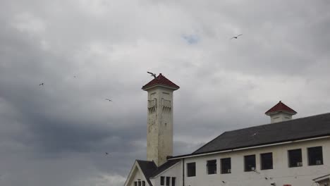 Slow-motion-of-seagulls-flying-around-Ayr-Pavilion-looking-for-food