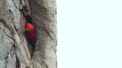 Un-Par-De-Guacamayas-Rojas-Anidando-En-Un-árbol