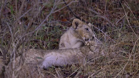 Two-baby-lion-cubs-laying-in-grass-in-South-Africa,-hiding-from-the-rain