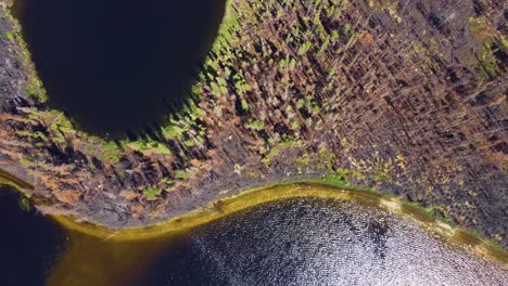 Burnt-trees-and-destroyed-forest-after-wild-fire-by-the-lake,-birds-eye-view