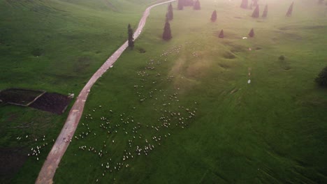 Flock-of-sheep-moving-fast-while-herding-over-a-road-during-a-beautiful-sunset