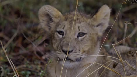 Close-up-of-a-baby-lion-cub-laying-in-grass-in-South-Africa,-hiding-from-the-rain