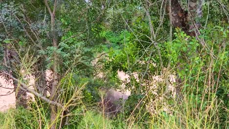 Camouflaged-Elephant:-Kruger-National-Park's-Hidden-Giant---April-2023