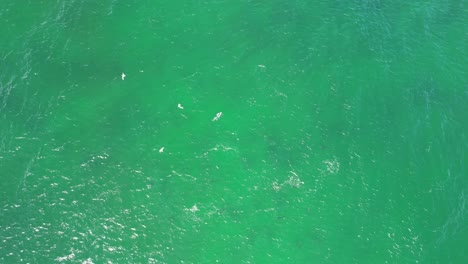 Bottlenose-Dolphins-splashing-on-the-waves,-Australia---Aerial