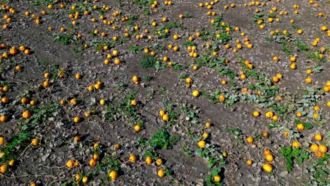 Plump-pumpkins-ready-for-harvesting---Aerial