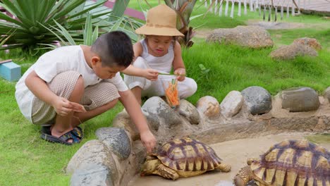 Zwei-Asiatische-Kinder-Füttern-Eine-Schildkröte-Auf-Einer-Strandfarm-Mit-Karotten