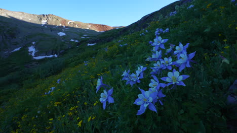 Filmische-Nahaufnahme-Colorado-Sommer-Akelei-Bunte-Wildblume-Letzter-Sonnenuntergang-Goldene-Stunde-Licht-Eis-Seebecken-Silverton-Telluride-Ouray-Ausgangspunkt-Spitze-Des-Schneegeschmolzenen-Gipfels-Felsige-Berge-Atemberaubend