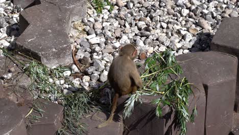 Cute-young-Hamadryas-Baboon-sitting-on-concrete-block-and-eating-leaves-from-tree-branch